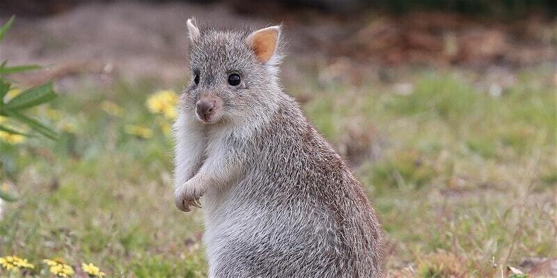 Sponsor an animal - Rufous Bettong
