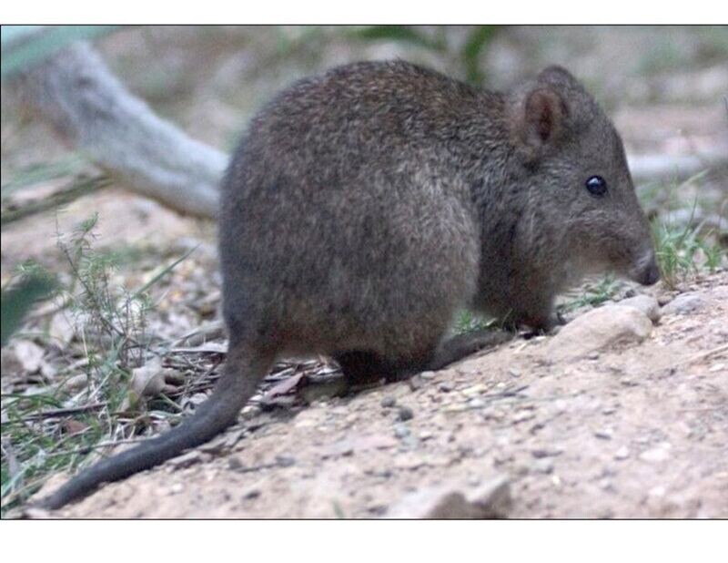 Sponsor an animal - Potoroo