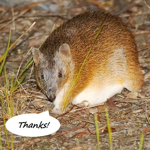 Sponsor an animal - Bandicoot