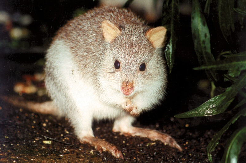 Sponsor an animal - Rufous Bettong