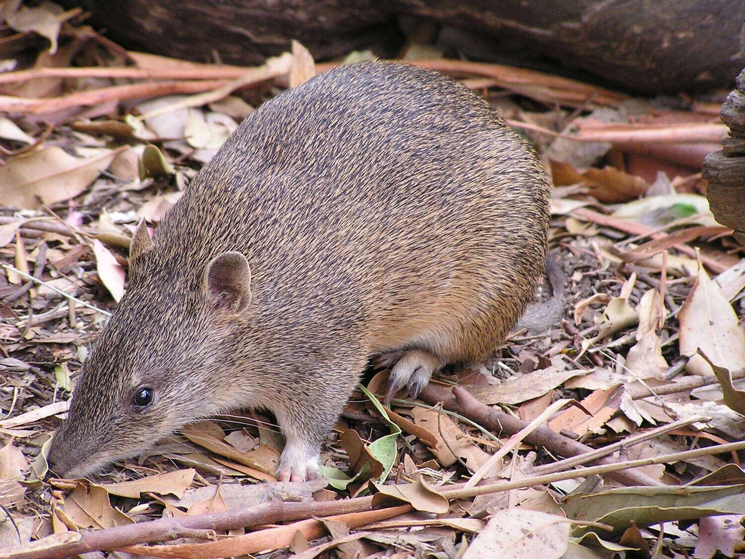 Sponsor an animal - Bandicoot