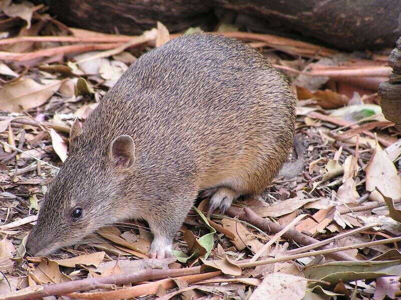 Sponsor an animal - Bandicoot
