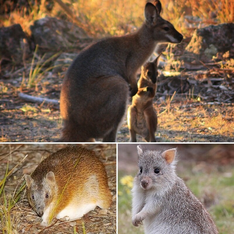 Guided Sunset Wildlife Walk (Guests Only)