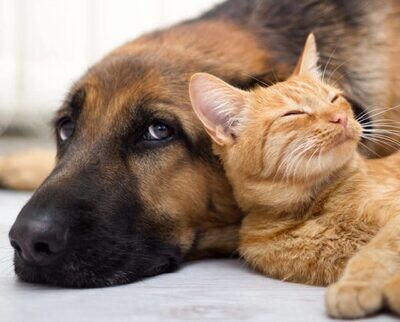Pet