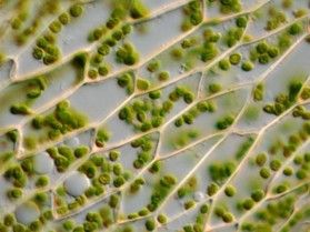 Differentiated Biology (St. Therese Session A - 2 Hours, 9:00am - 10:35am) 9th-12th, *$200/Semester plus a one time supply fee of $25