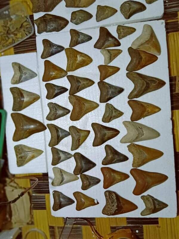 Megalondon shark teeth