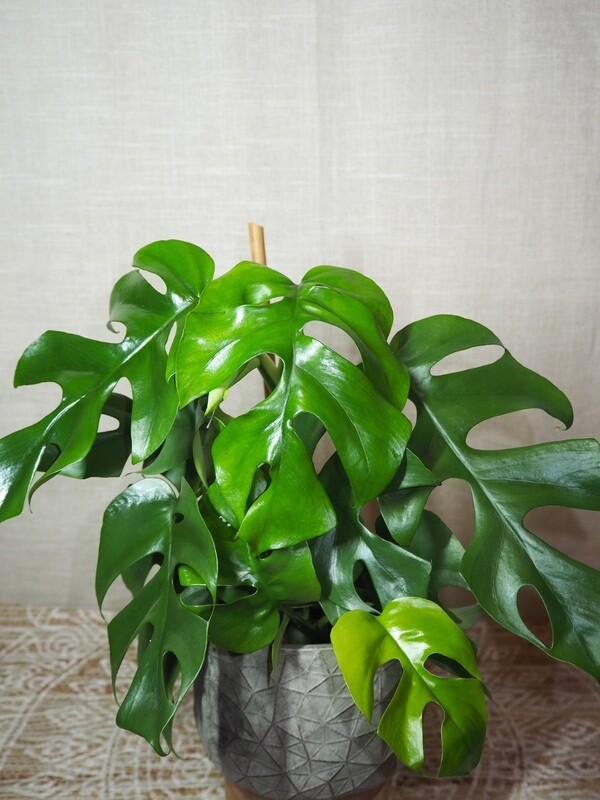 Monstera Minima / Rhaphidophora Tetrasperma Monstera Minima / Rhaphidophora Tetrasperma