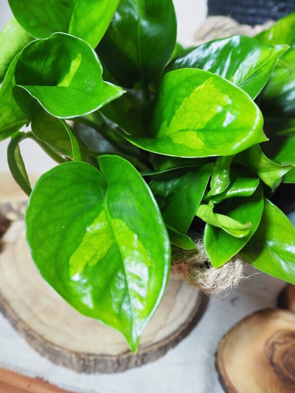 Epipremnum Global Green Epipremnum Global Green