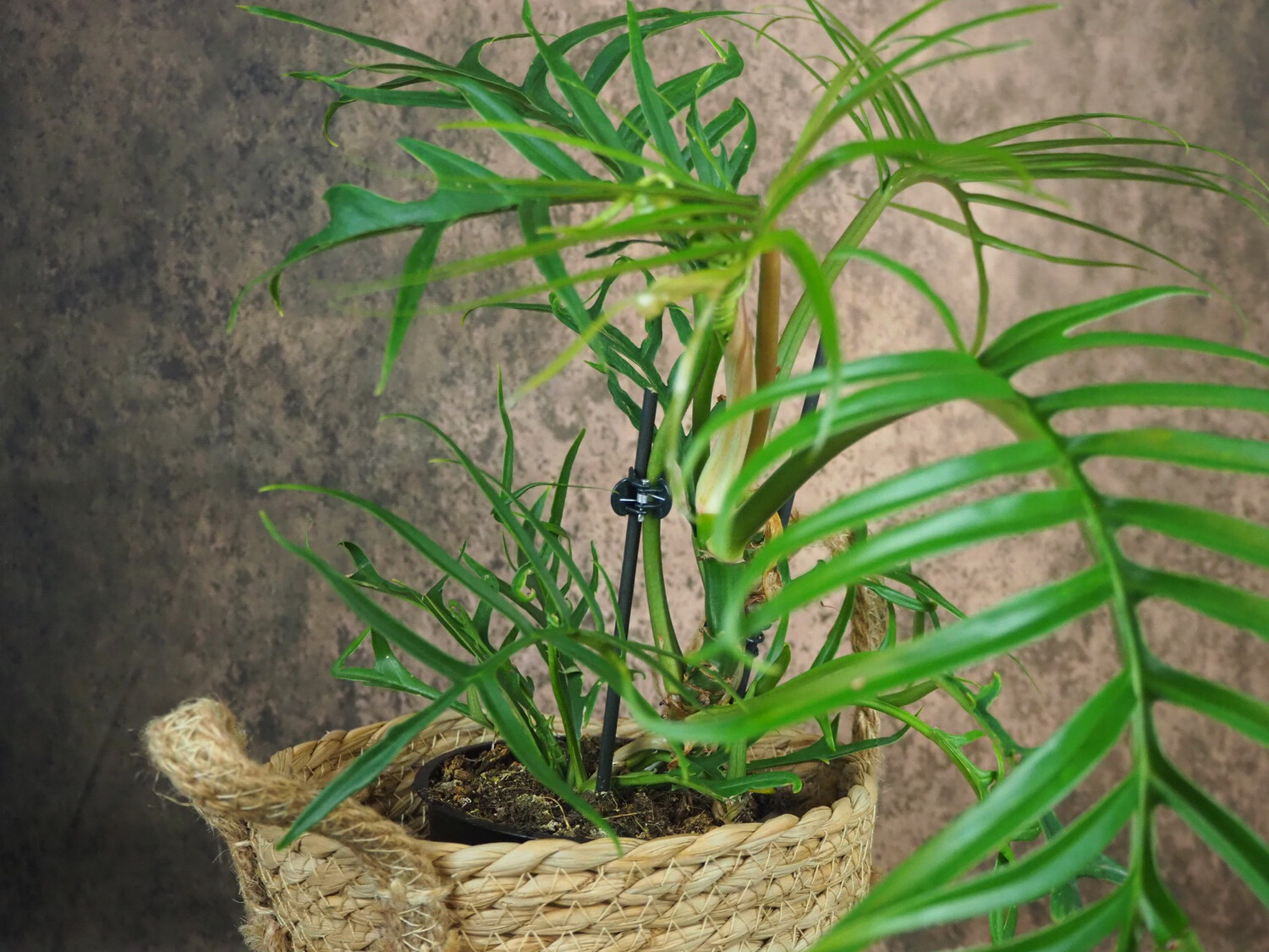 Philodendron Tortum
