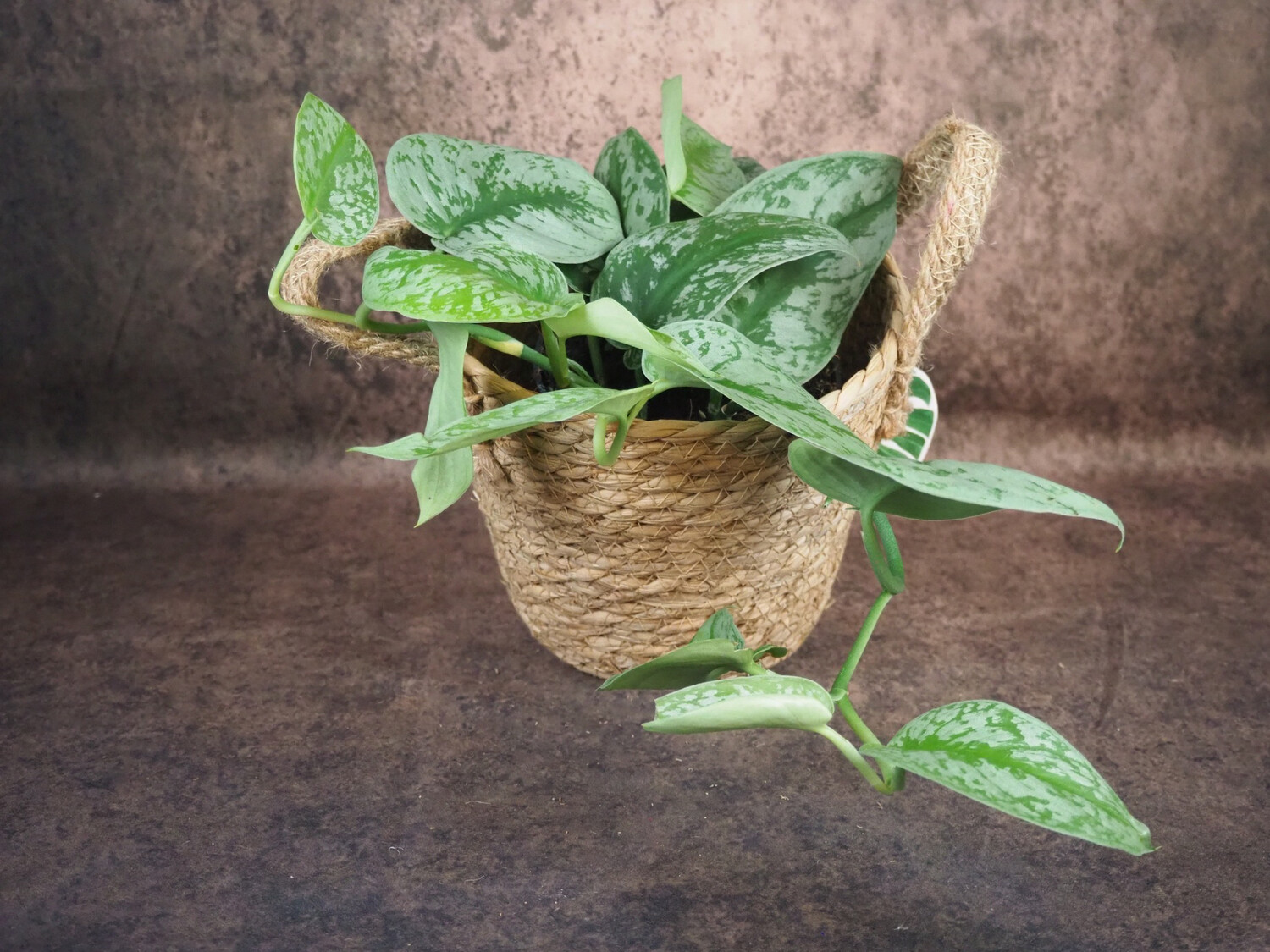 Scindapsus pictus Exotica