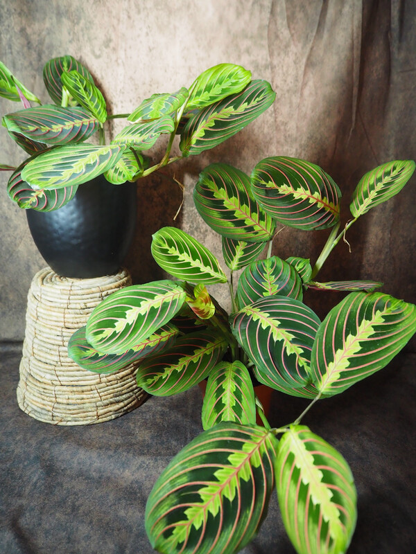 Maranta leuconeura fascinator Maranta leuconeura fascinator