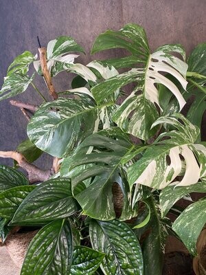Variegata