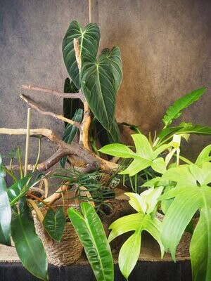 Philodendron