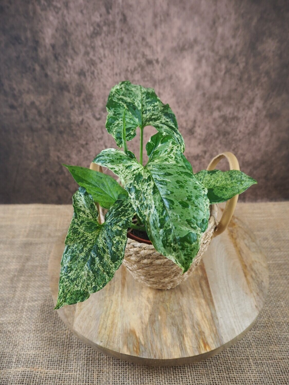 Syngonium Mottled Mojito