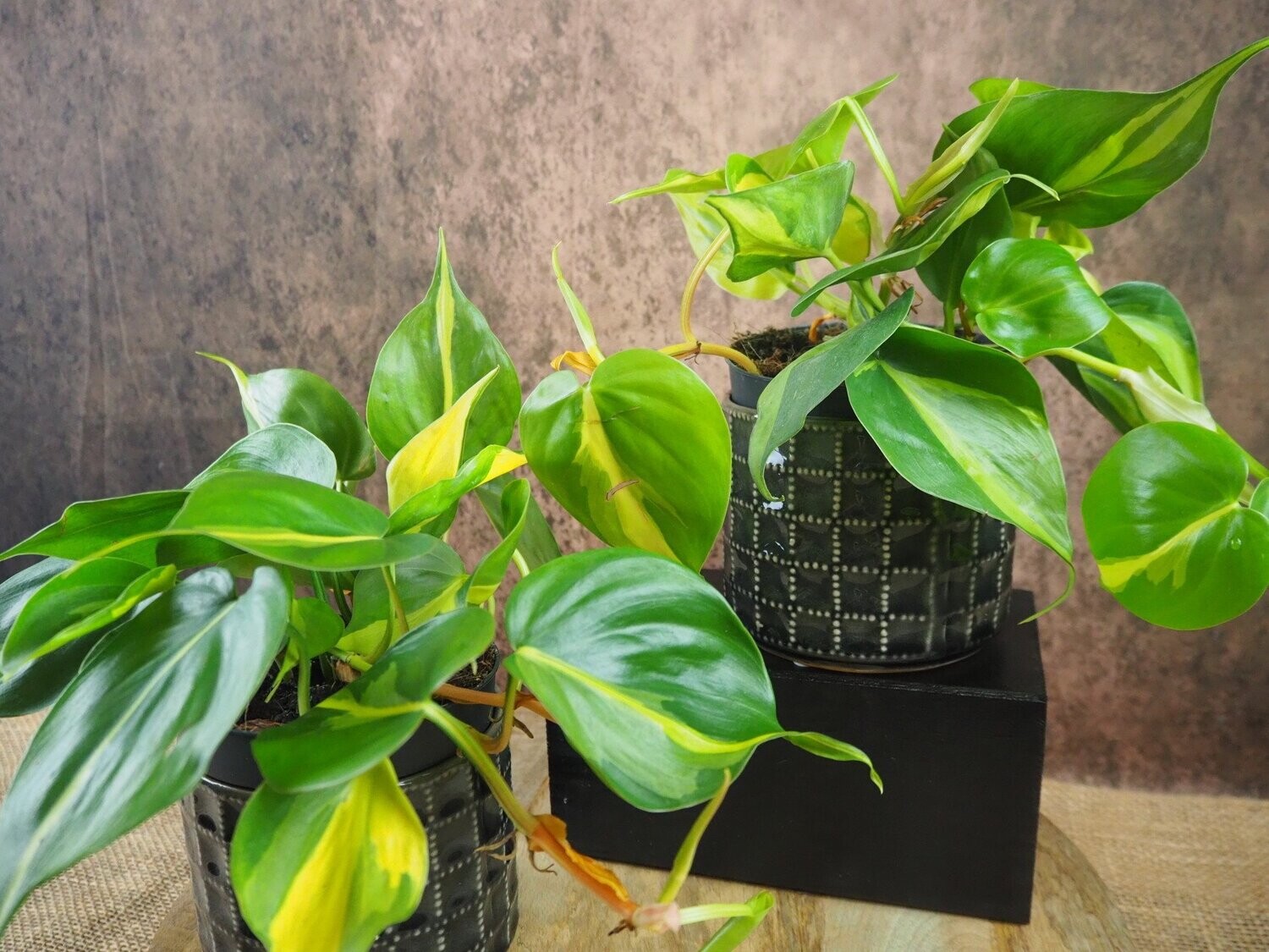 Philodendron scandens Brasil