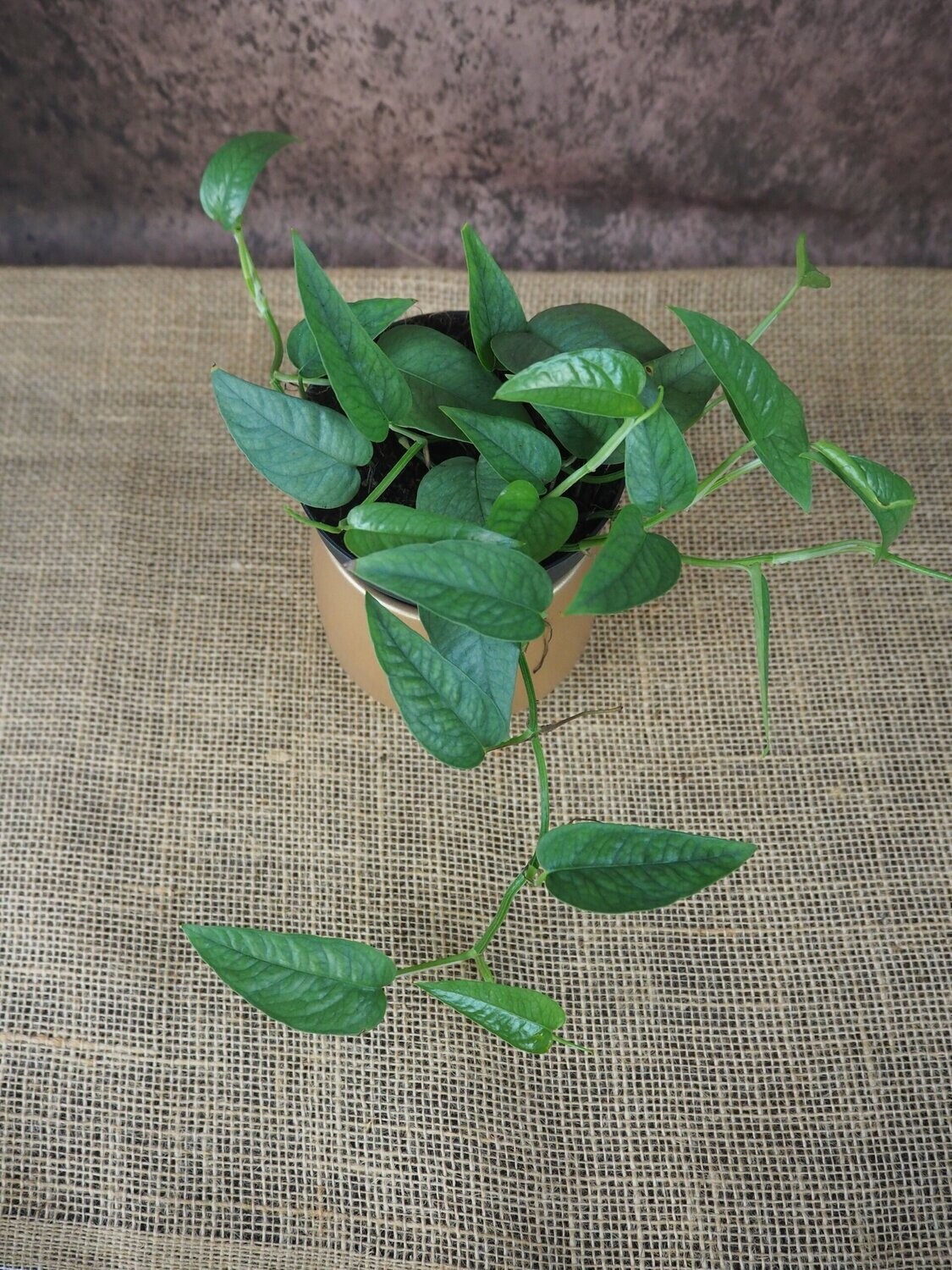 Epipremnum pinnatum "Cebu Blue"