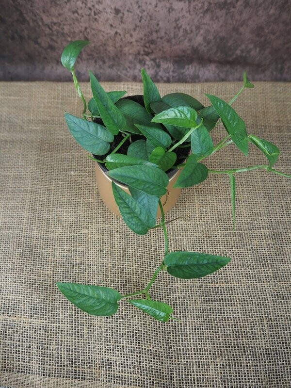 Epipremnum pinnatum Epipremnum pinnatum "Cebu Blue"