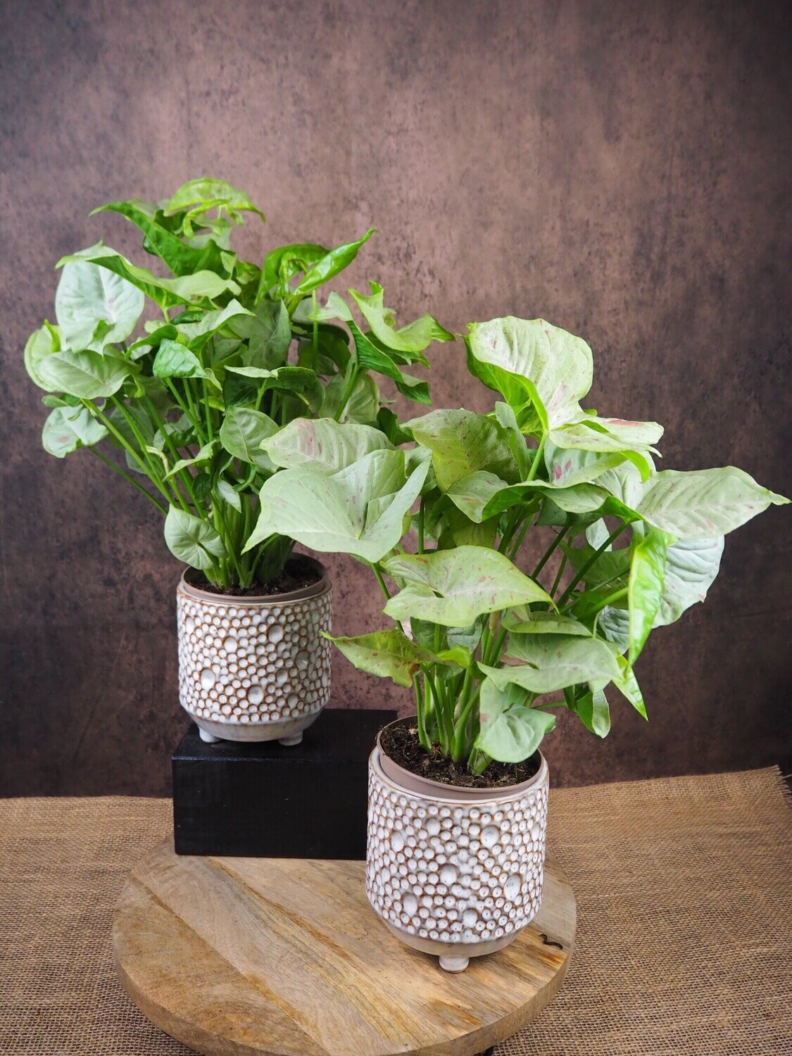 Syngonium Milk Confetti