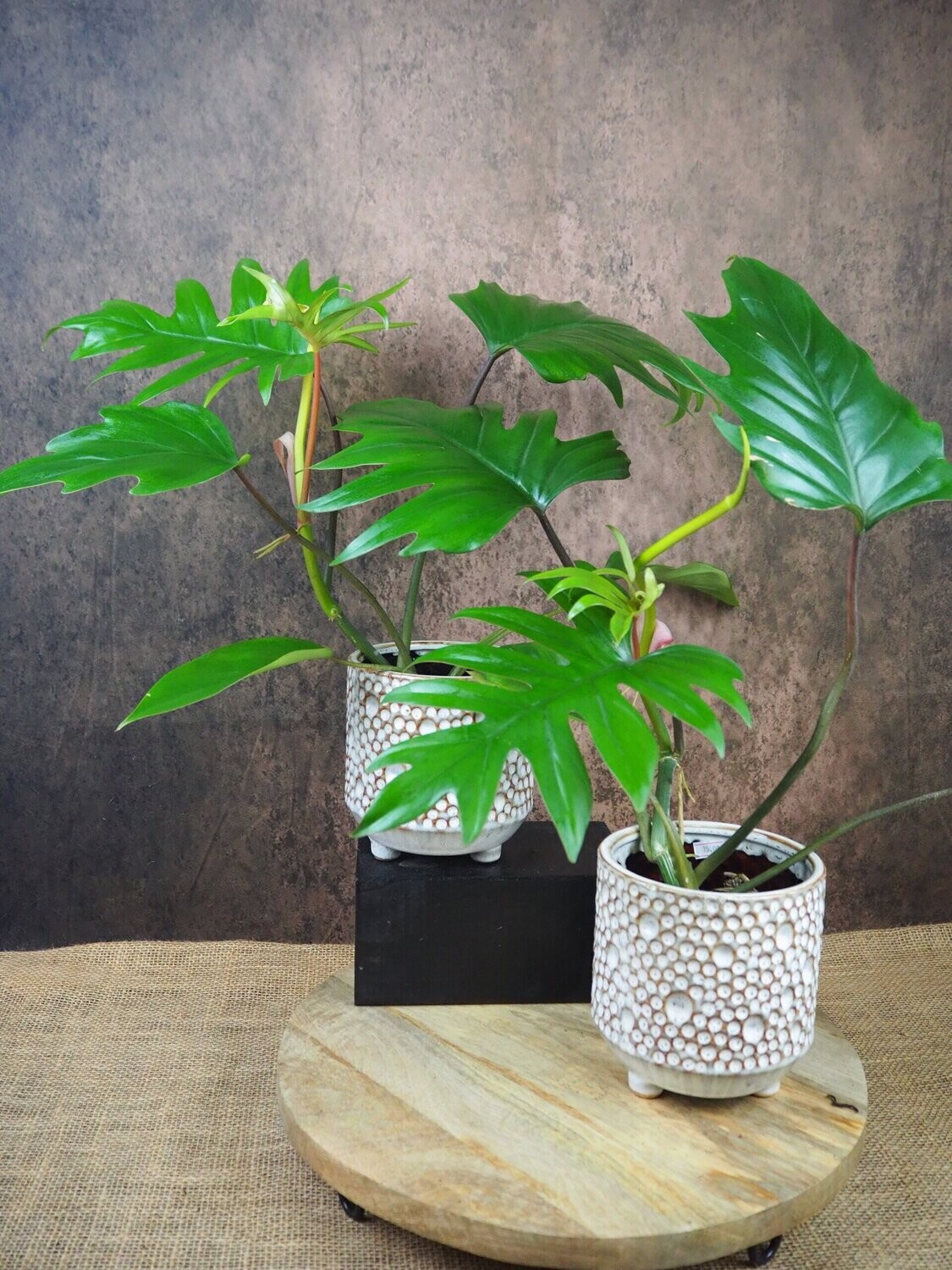 Philodendron Mayoi