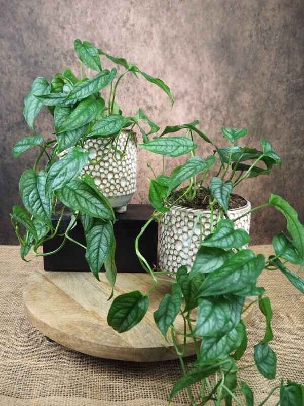 Monstera siltepecana