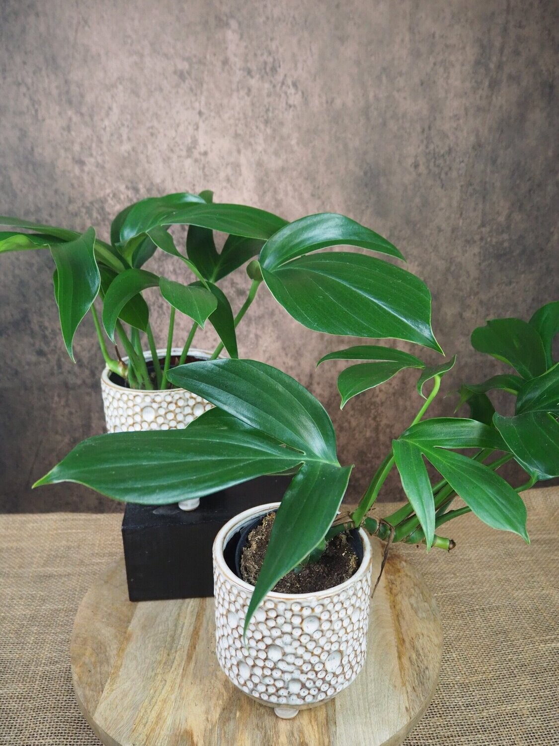 Philodendron Dragon Tail