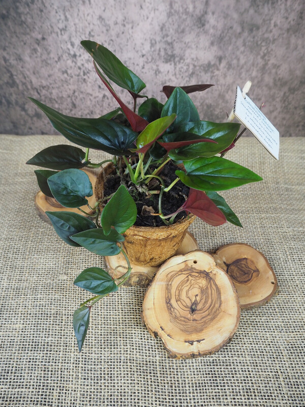Syngonium erythrophyllum Syngonium erythrophyllum "Red Arrow"