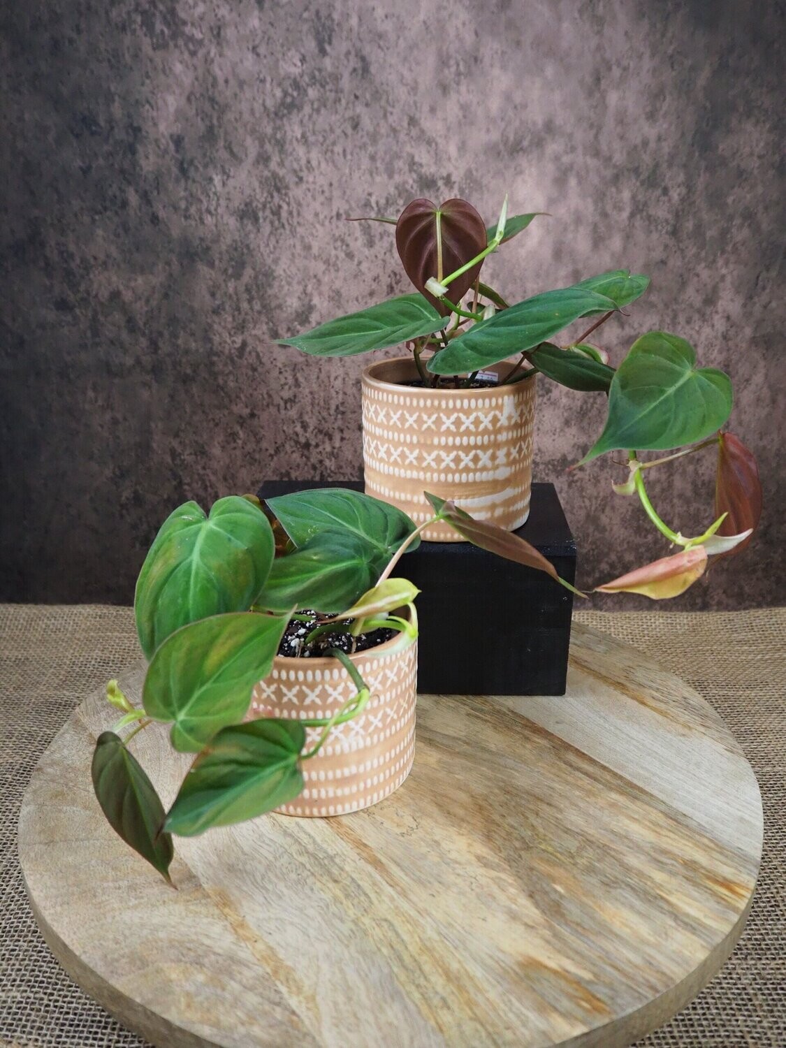 Philodendron micans
