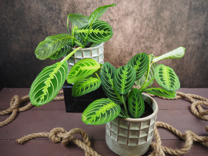 Maranta Lemon Lime Maranta Lemon Lime