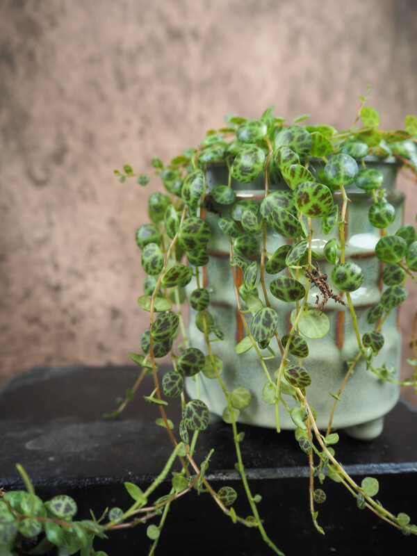 Peperomia prostrata ‚String of Turtles‘
