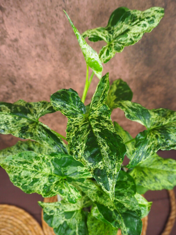 Syngonium Mottled Mojito mehrtriebig Syngonium Mottled Mojito mehrtriebig