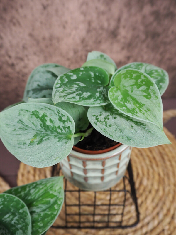 Scindapsus Silvery Ann