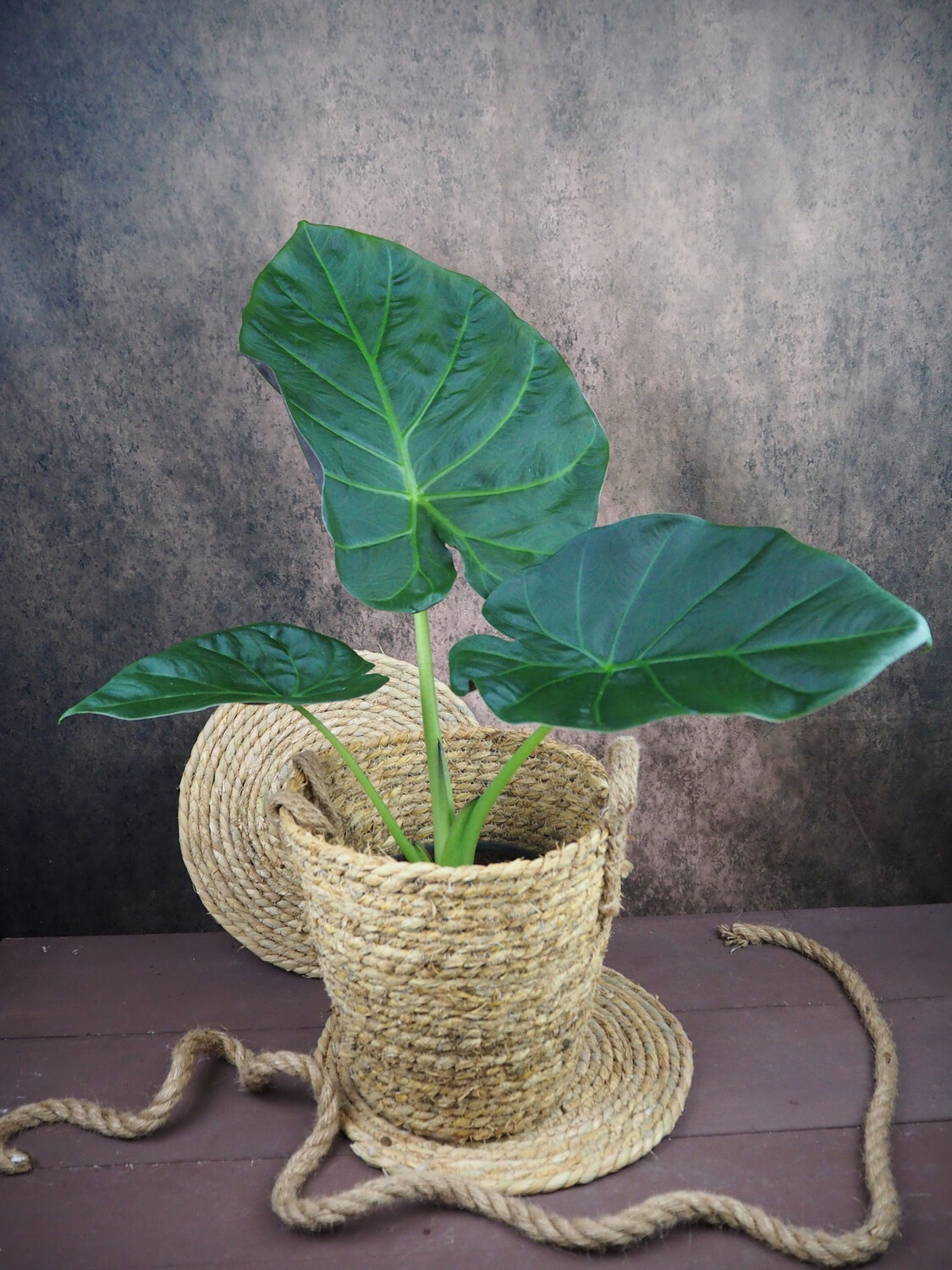 Alocasia Regal Shield