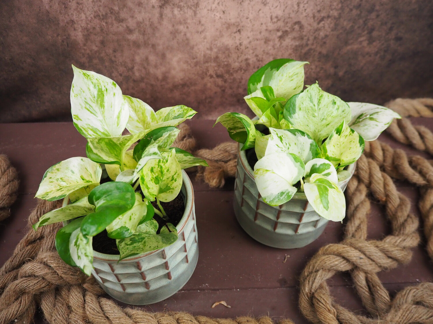 Epipremnum Manjula
