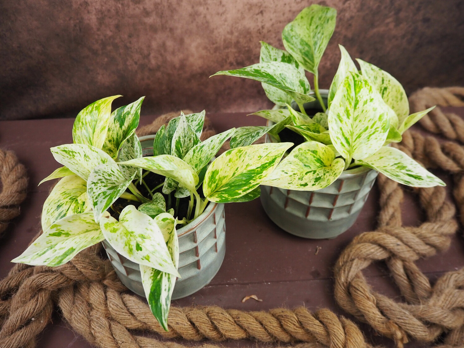Epipremnum Marble Queen