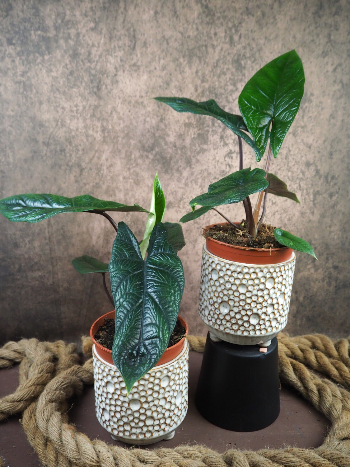 Alocasia Scalprum