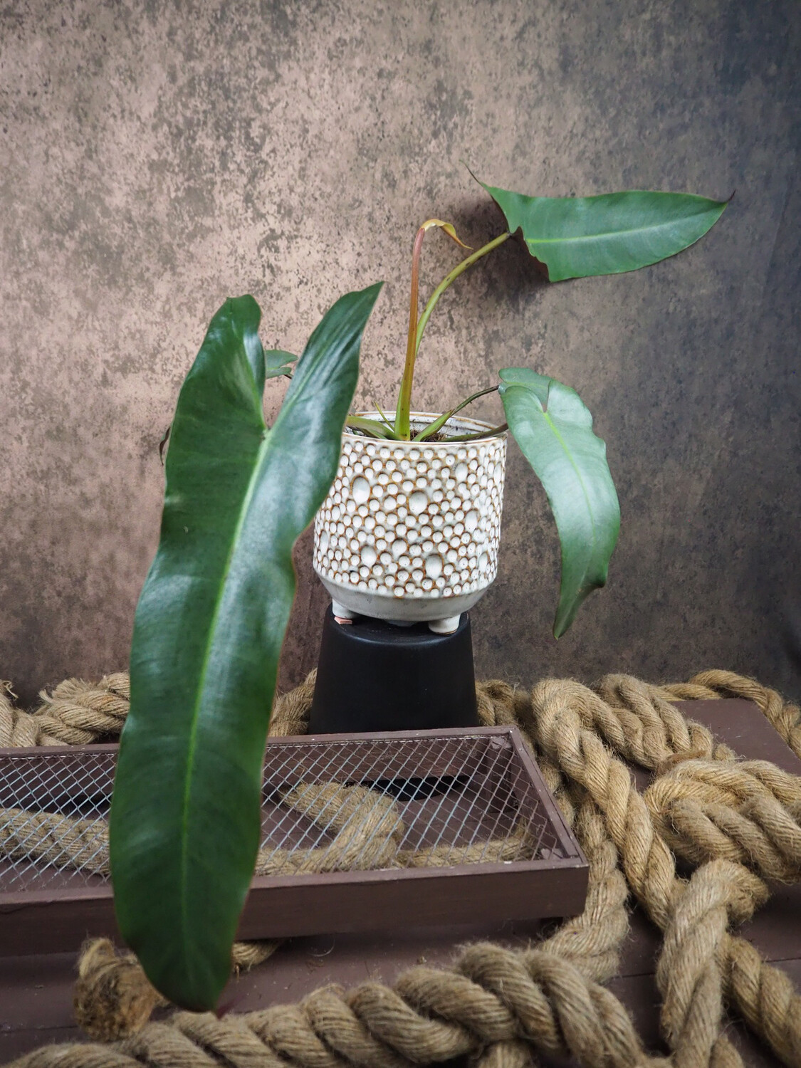 Philodendron atabapoense