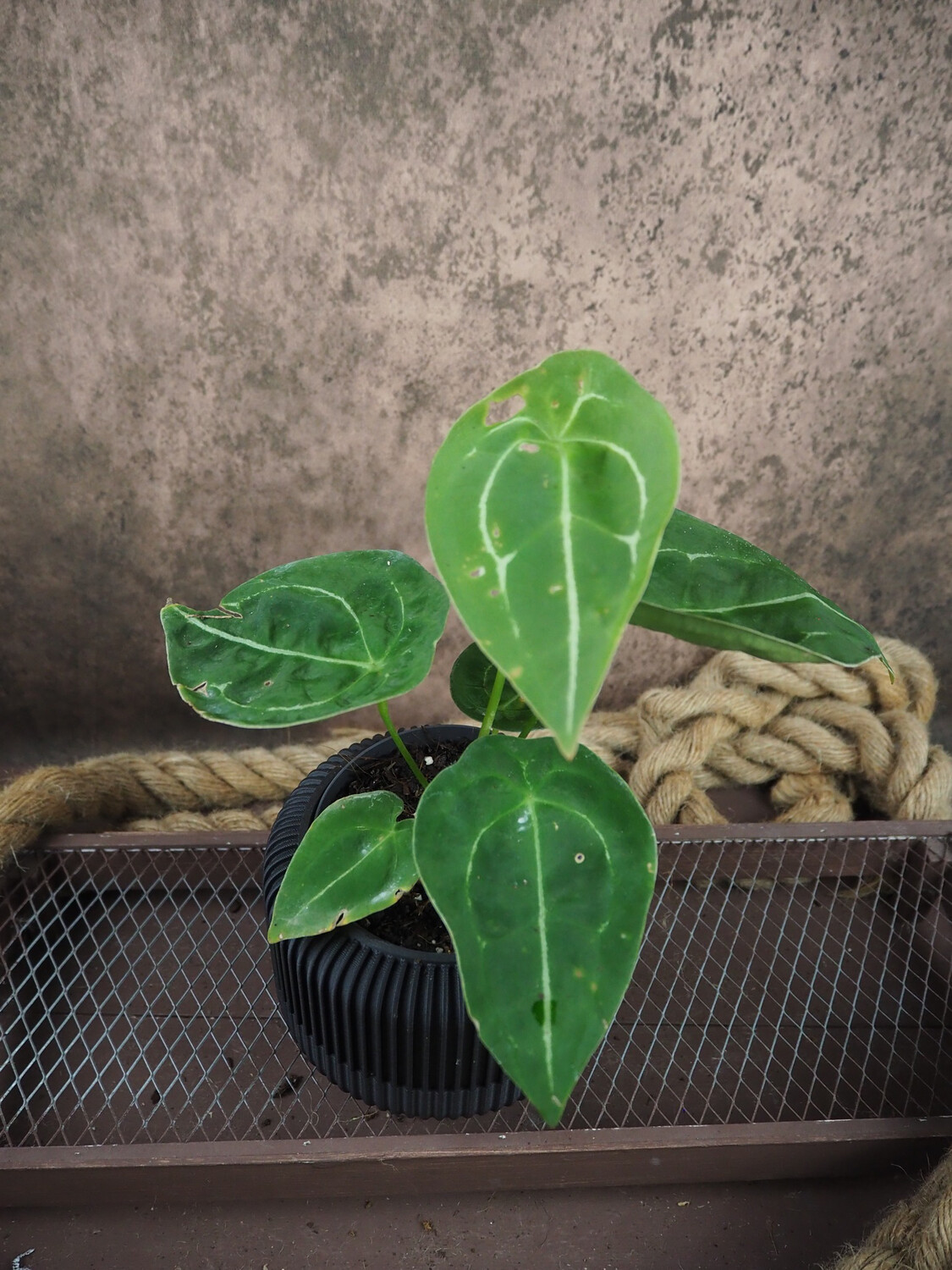 Anthurium forgetii