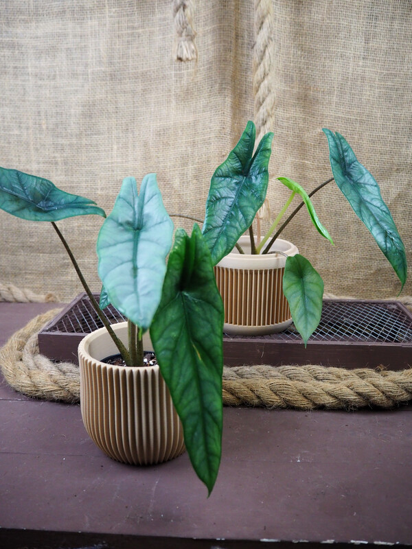 Alocasia heterophylla „Dragon’s Breath“