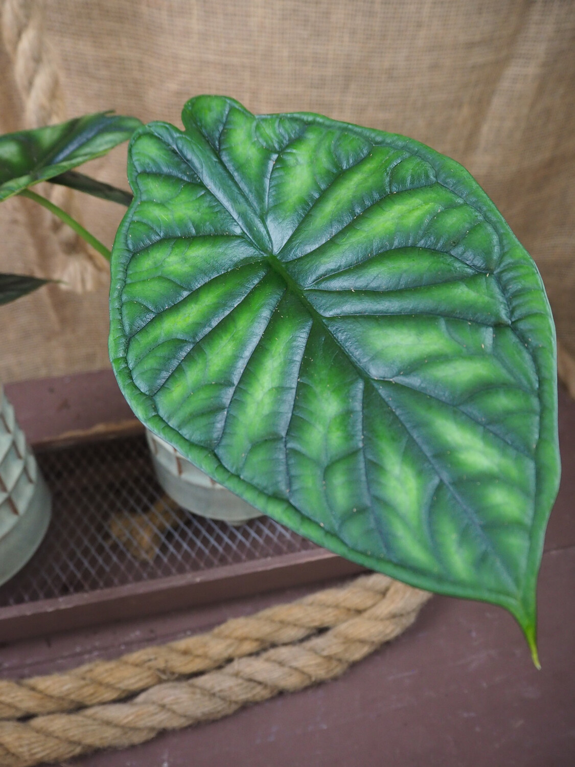 Alocasia Dragon Scale