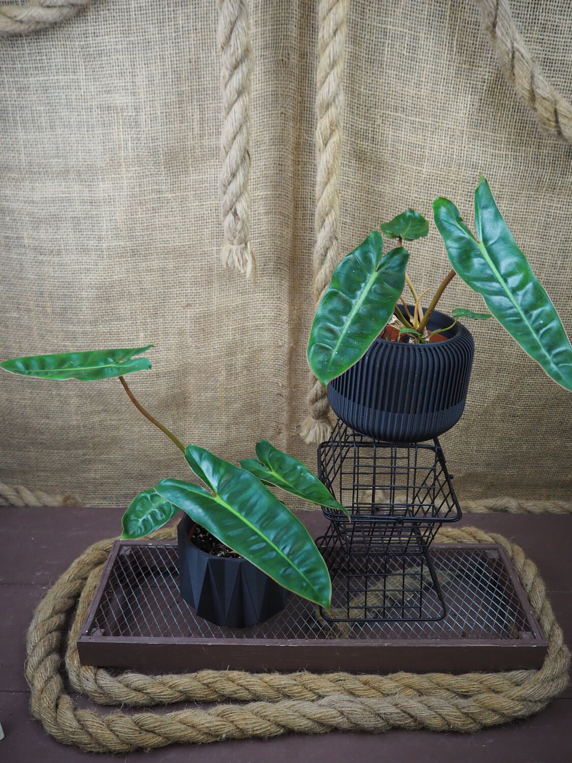 Philodendron Billietiae S