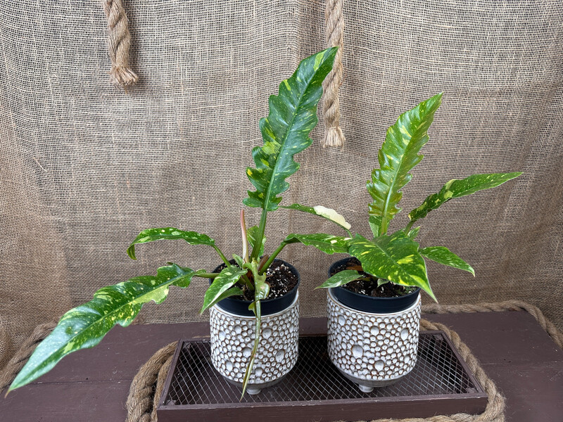 Philodendron Ring of Fire Philodendron Ring of Fire