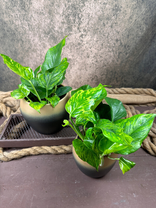 Epipremnum Marble Green / Jungle Star Epipremnum Marble Green / Jungle Star