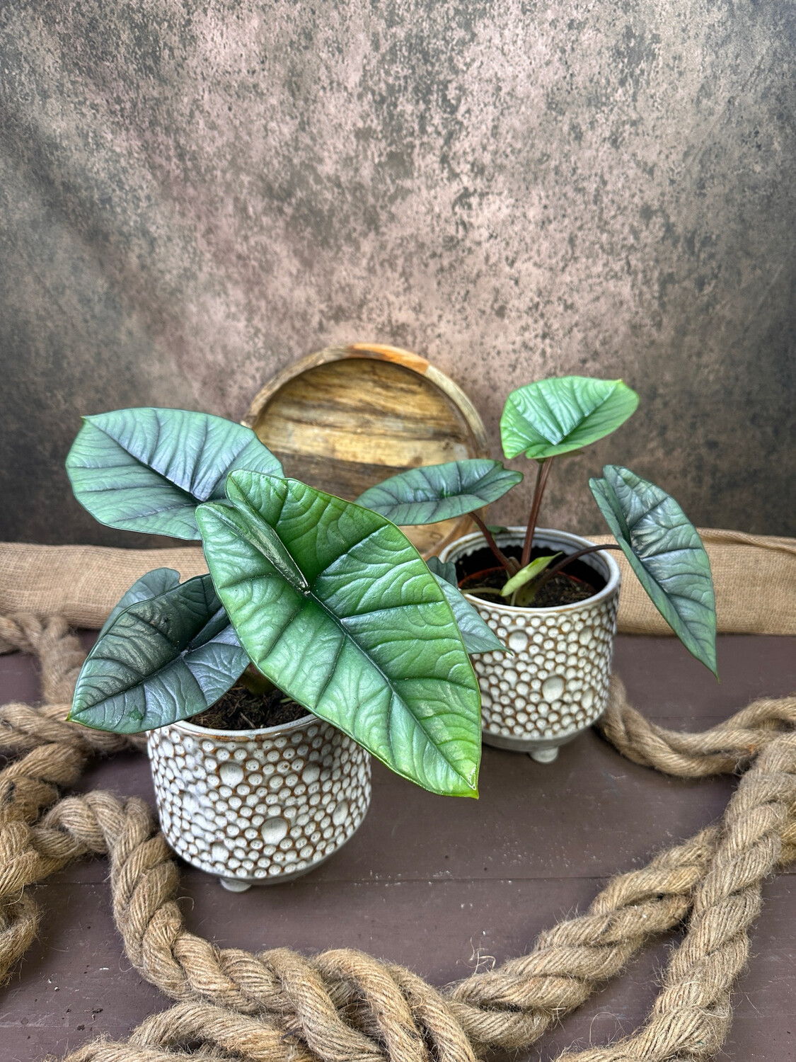 Alocasia Platinum