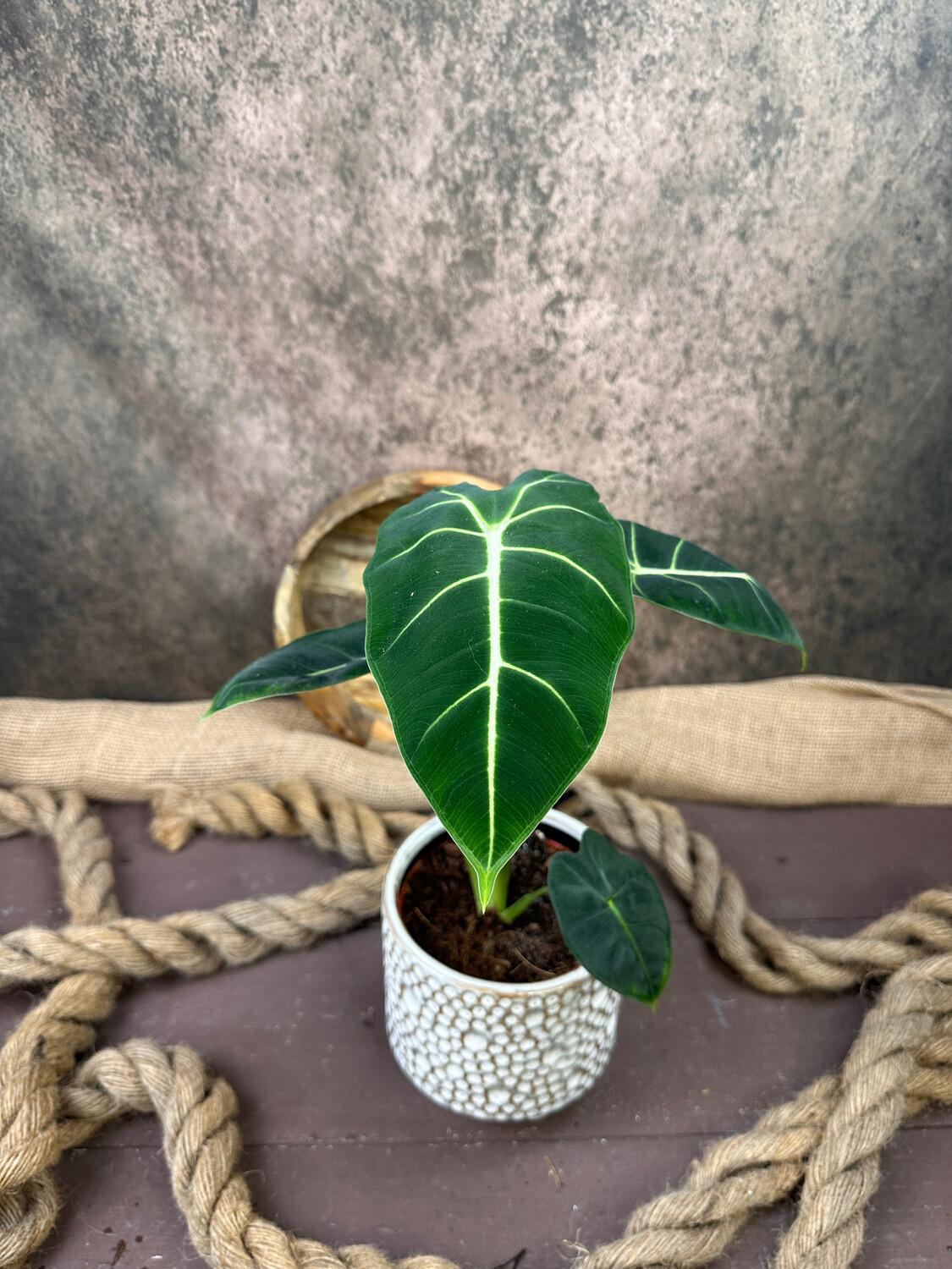 Alocasia Frydek