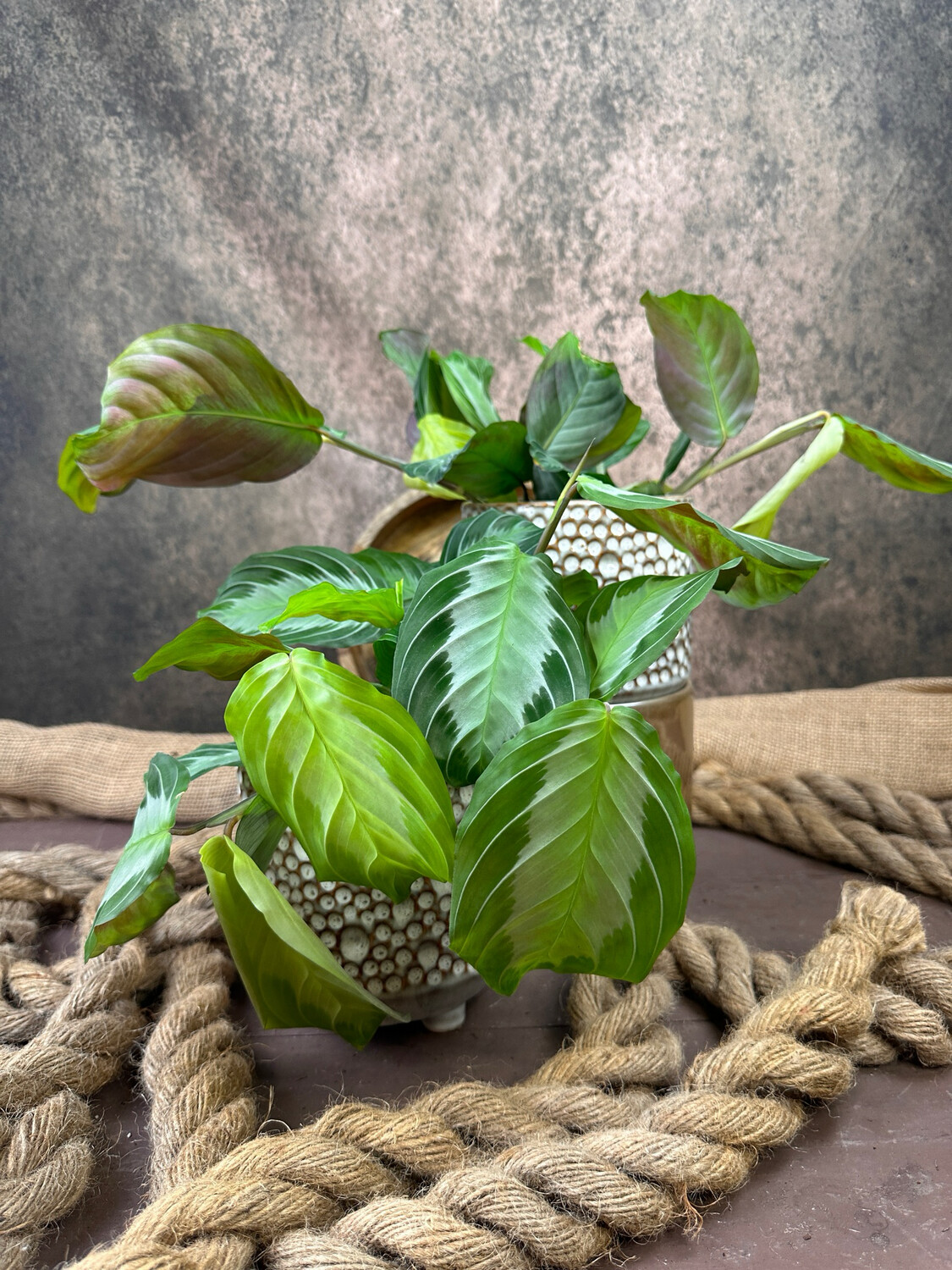 Maranta Silver Band