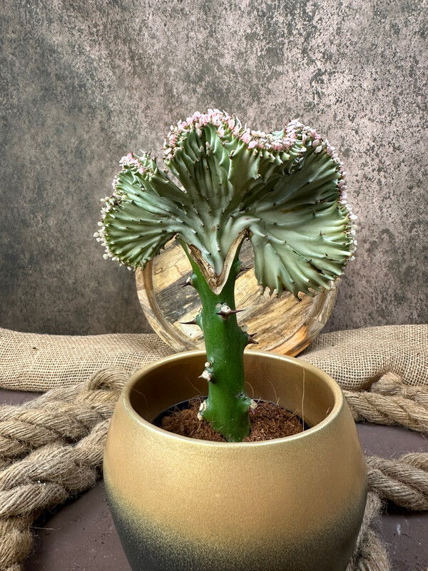 Korallenwolfsmilch Euphorbia lactea‚Cristata‘ weiß Korallenwolfsmilch Euphorbia lactea‚Cristata‘ weiß