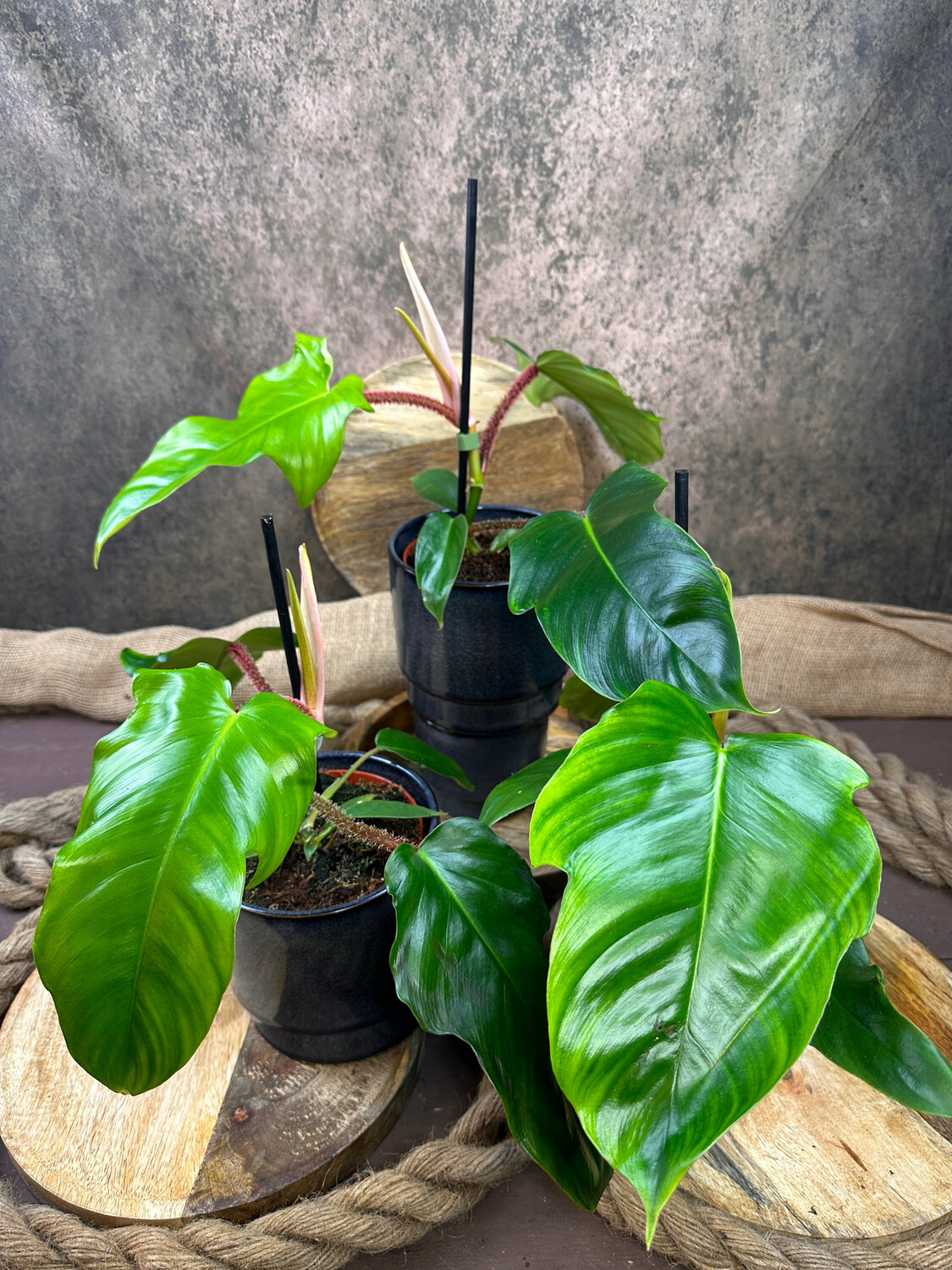 Philodendron Squamiferum