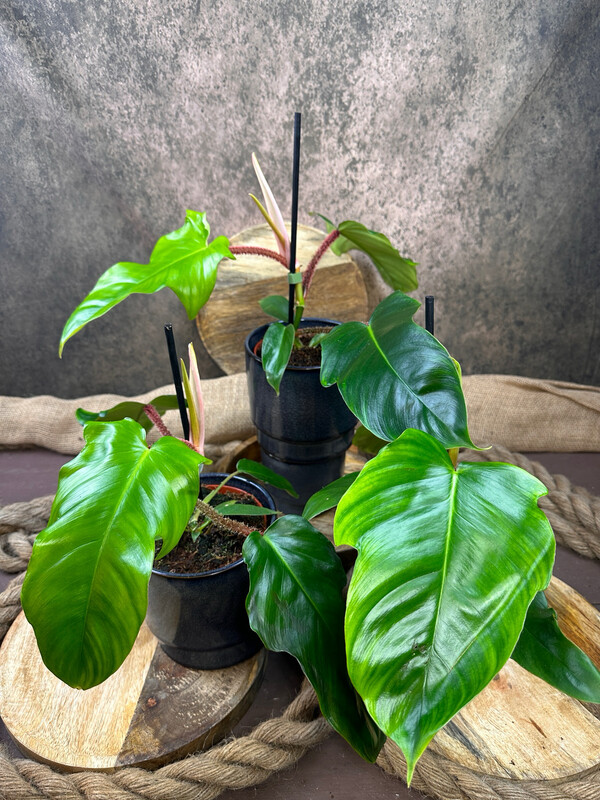 Philodendron Squamiferum