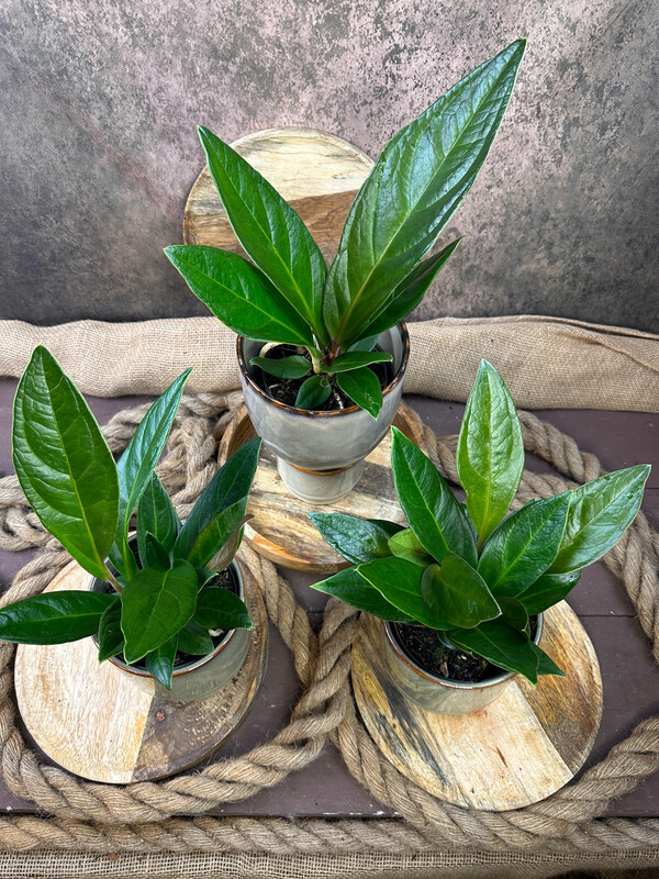 Anthurium elipticum ‚Jungle King‘ Anthurium elipticum ‚Jungle King‘