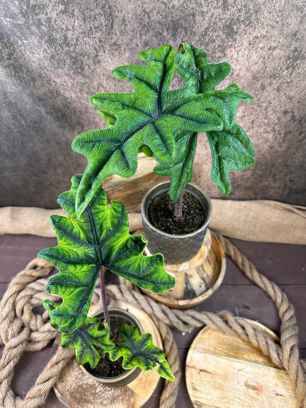 Alocasia Jacklyn